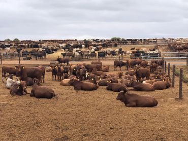 Australian Feeder and Slaughter cattle sitting and standing in quarantine feedlot, ready for export.