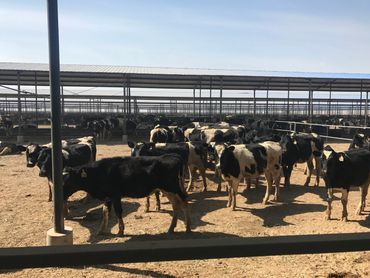 Dairy breeding cattle standing in quarantine feedlot in China