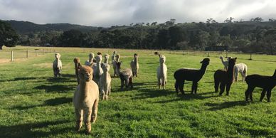 Ausidore Alpacas standing in a paddock of green grass