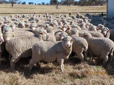 Australian Breeding merino sheep from Ausidore Livestock