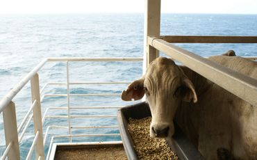 Steer standing on a livestock ship eating pellets with view of the ocean