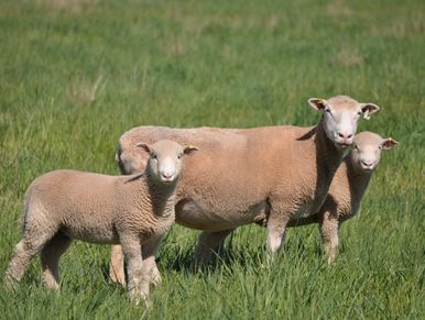 Australian Poll Dorset Sheep Ewe and Lambs in paddock Ausidore Livestock