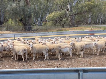Group of Fullblood White Dorper Ewes standing in a yard