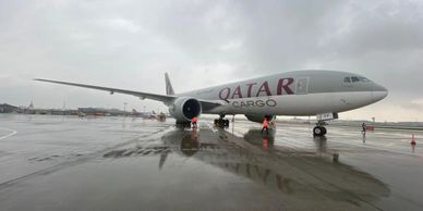 Ausidore Australian Livestock Export by Air Qatar Cargo Plane arriving in Sheremetyevo, Russia