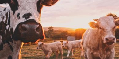 Ausidore Livestock Cattle standing in a Paddock
