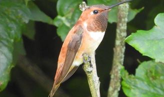 Male Rufous Hummingbird in Pennsylvania.
Photo by Mike Slater