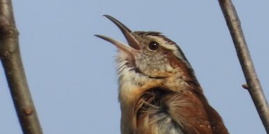 Singing Carolina Wren with its bill open.
