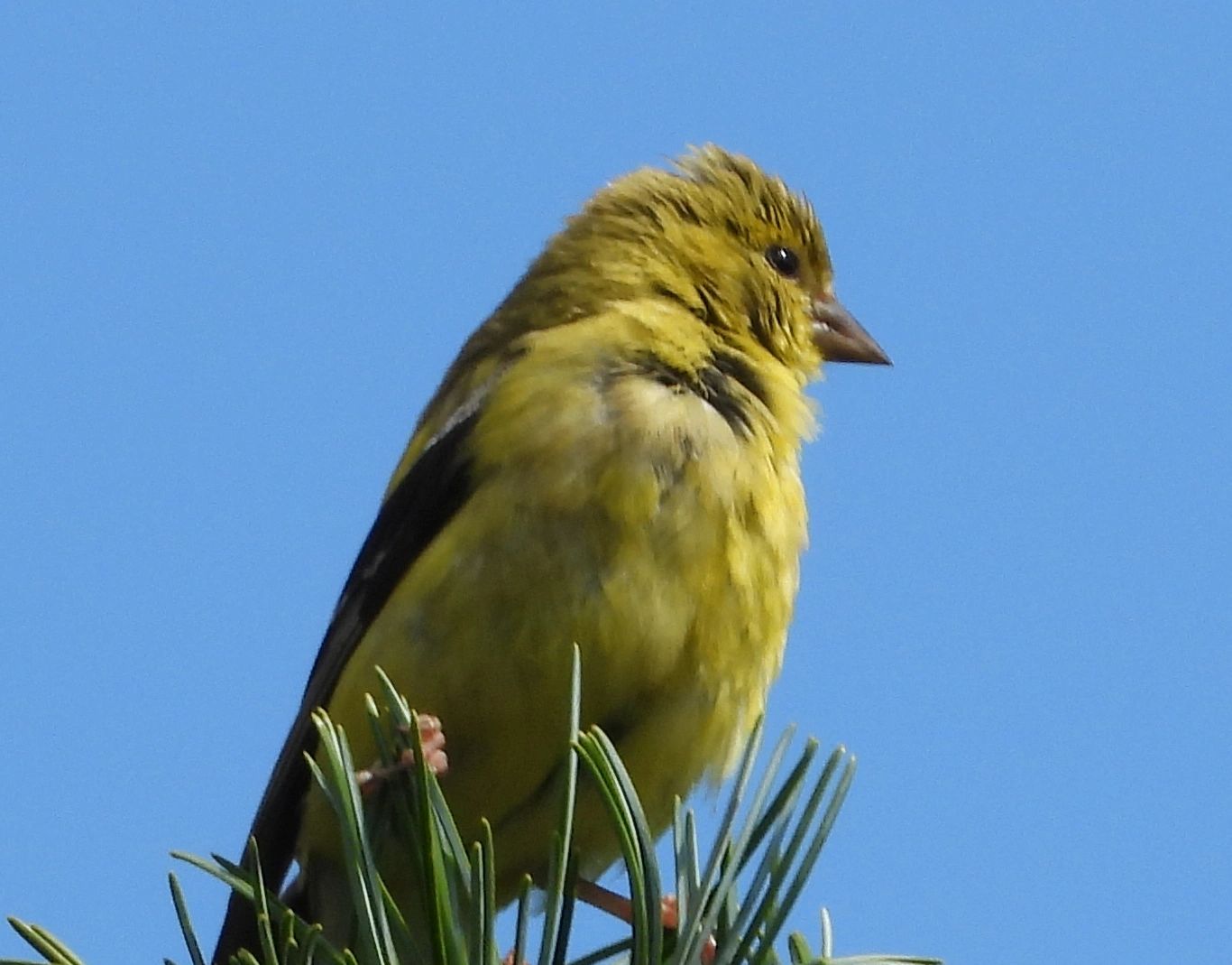 christmas-bird-counts