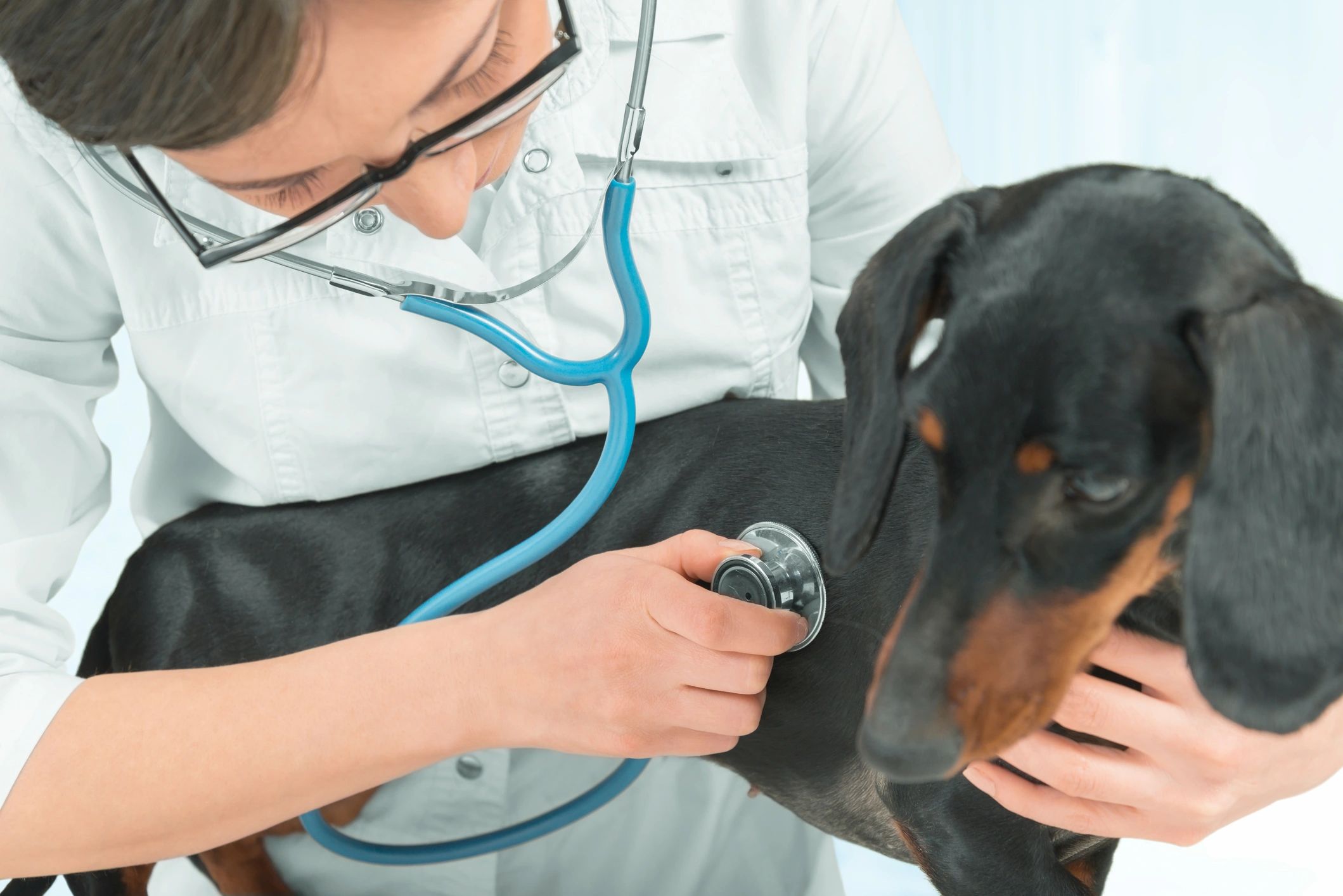 Emergency Veterinary Clinic of SW Missouri