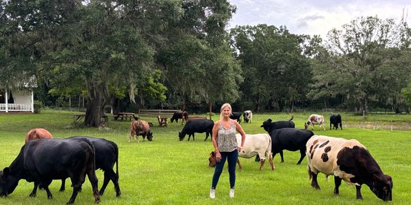 Adult miniature  cattle herd with person for prospective of size