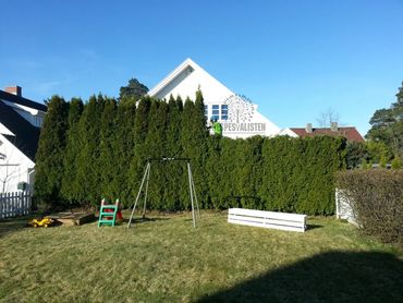 En profesjonell arborist reduserer høyden på en thujahekk i Østfold kommune