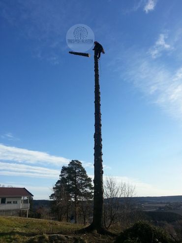 profesjonell arborist hogger en tømmerstokk fra toppen av et tre i Moss, Viken