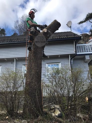 profesjonell arborist som demonterer et lønnetre på Nesodden