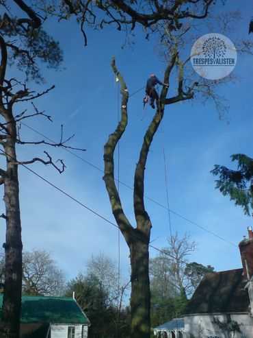 En profesjonell arborist hogger forsiktig ned et tre i Vestby kommune