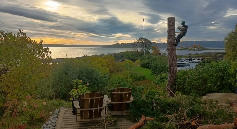 An arborist cutting a log from a pine tree beside the Oslofjord