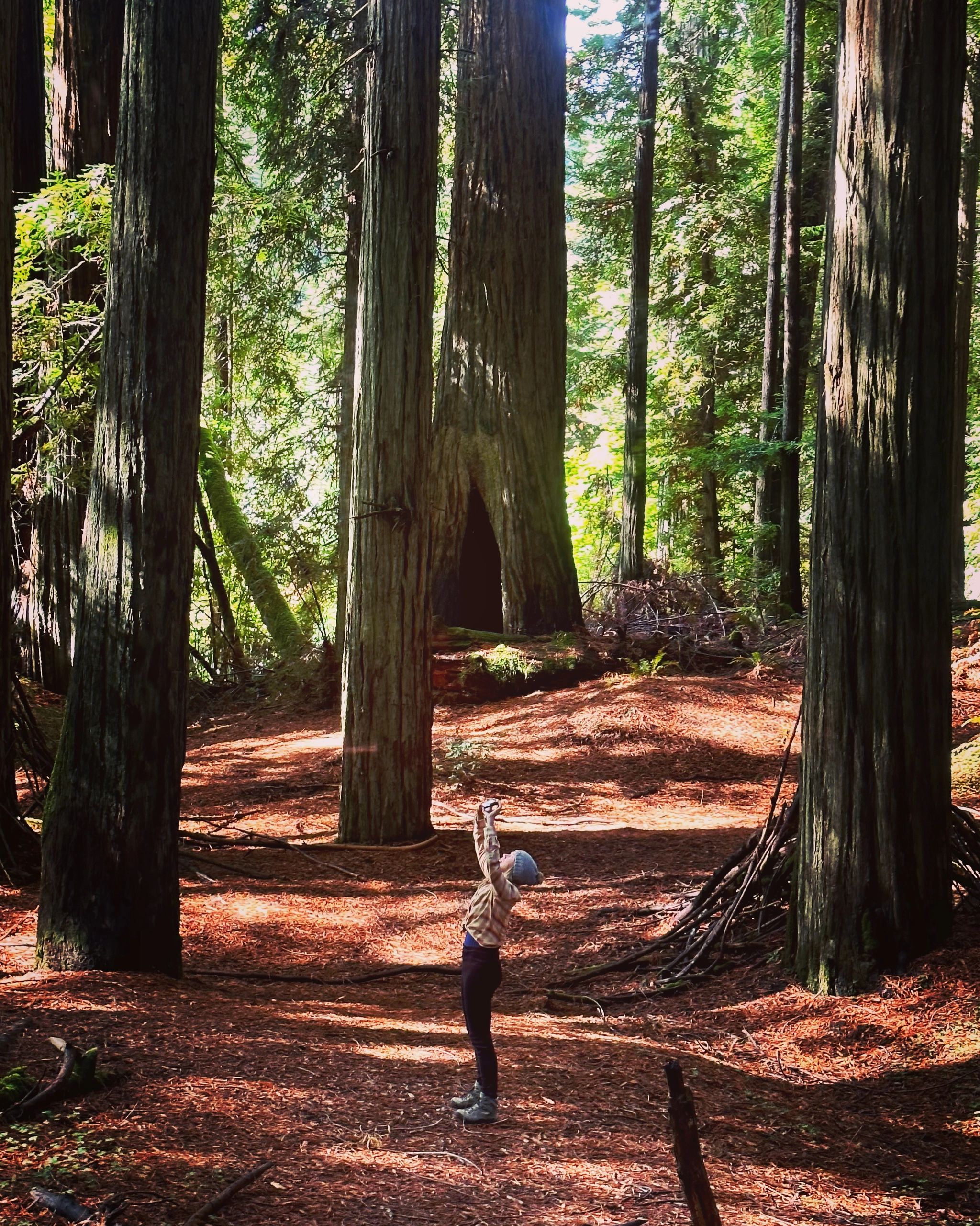 Enchanted Forests
