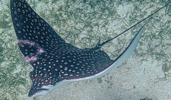 Spotted Eagle Ray with a shark bite. 