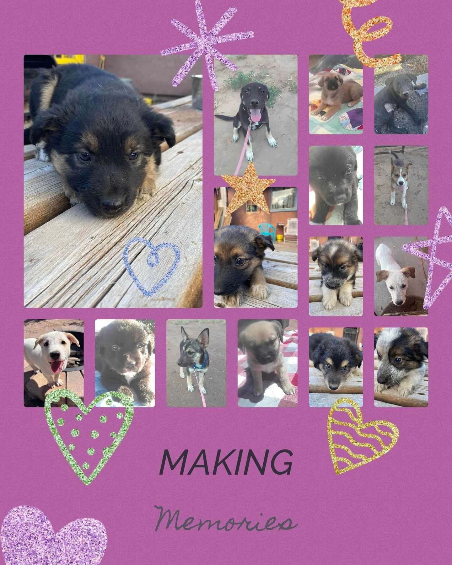 Four Corners Pet Alliance Rescues, Pets