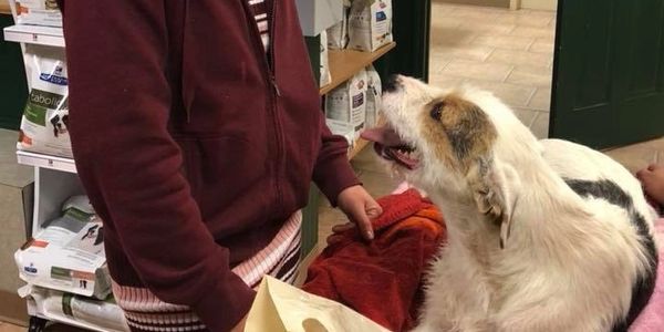 It’s all about providing great veterinary care for the injured , excellent foster care and rehabilit