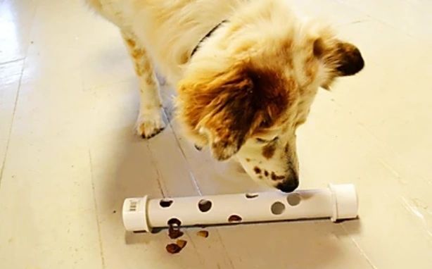 Cuatro juguetes DIY para perros que podemos hacerles nosotros mismos porque  sabemos mejor que nadie lo