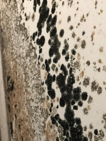 Mold Fungal Growth 