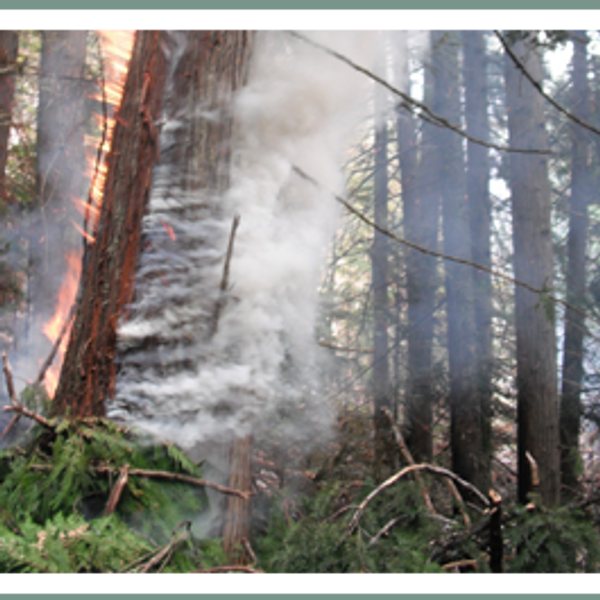 Danger Tree Assessments