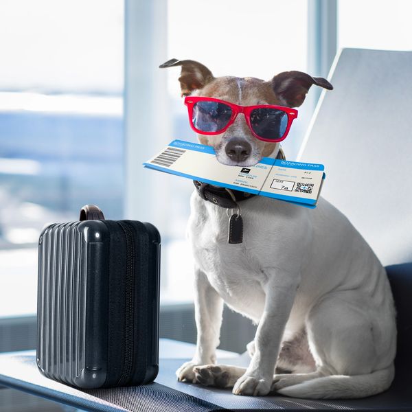 Dog with ticket in mouth waiting for flight at airport