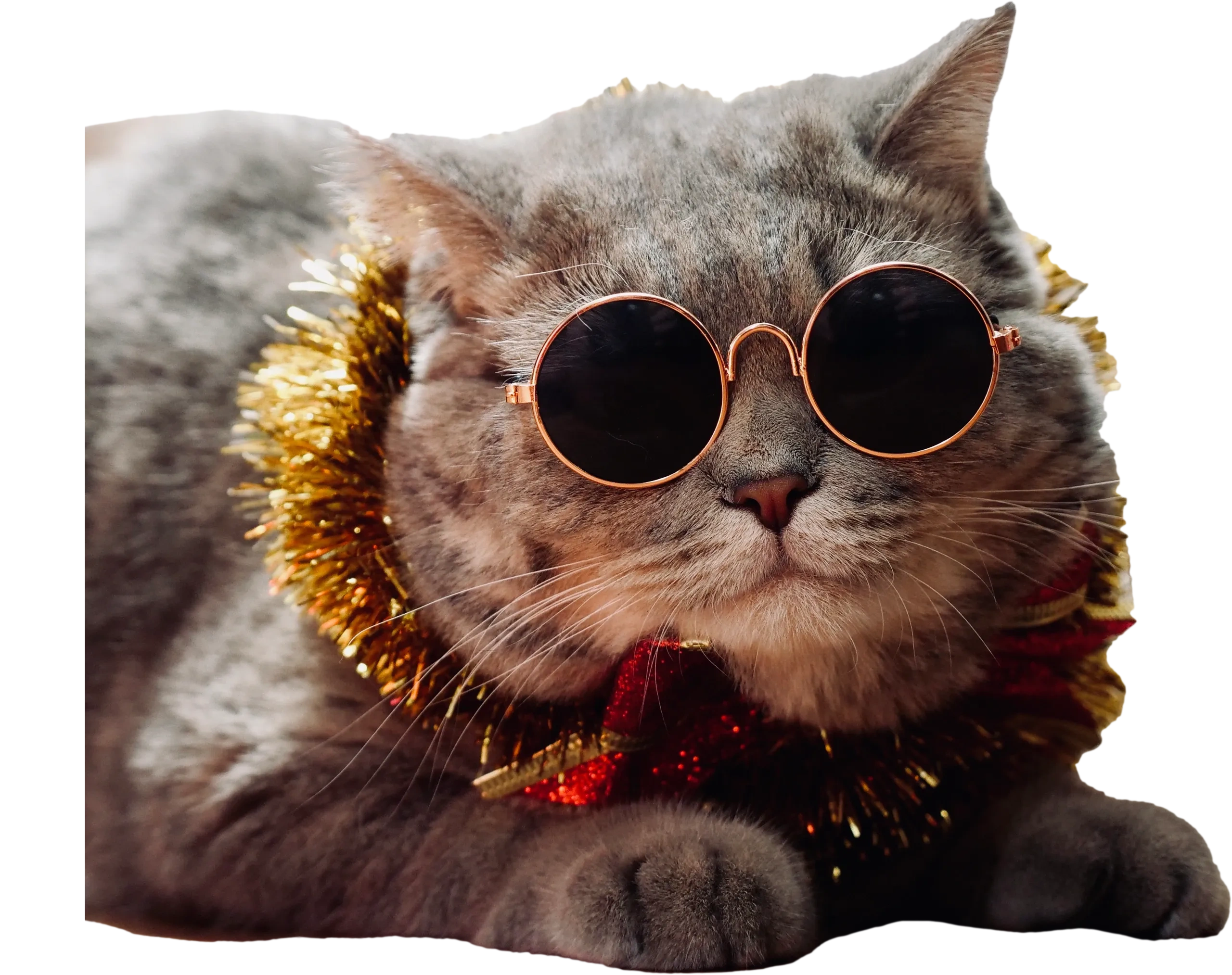 Cat with sunglasses and scarf
