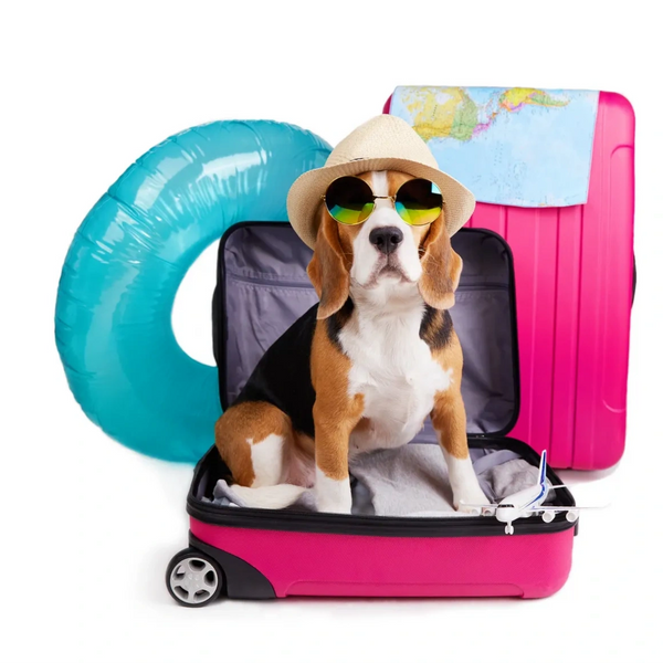 dog in suitcase with hat and glasses on