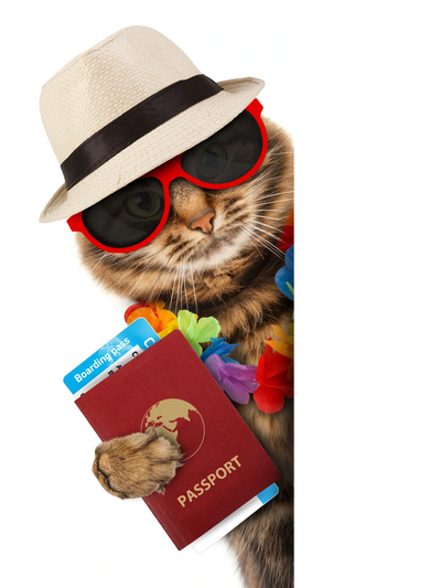 cat with hat and glasses and passport