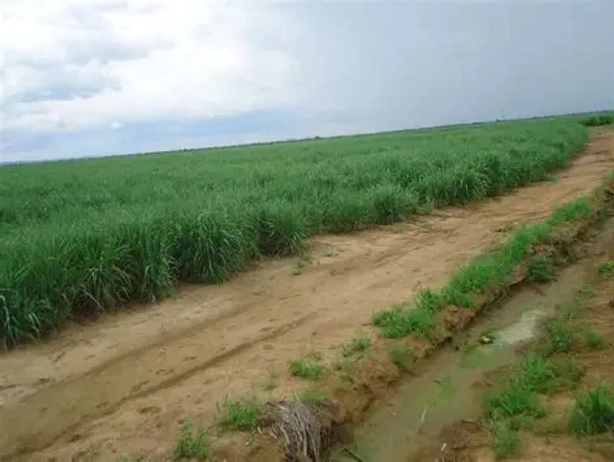 Kafue Sugar Cane