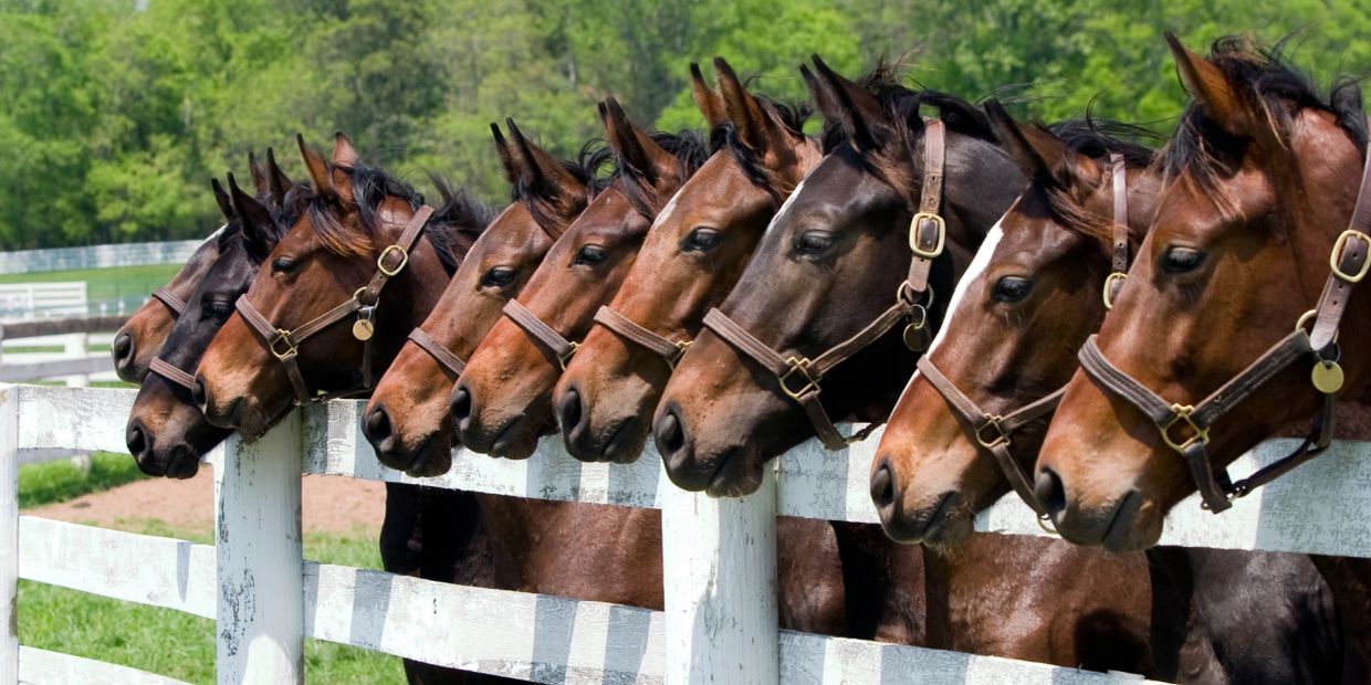 Line of horses behind white fence.
