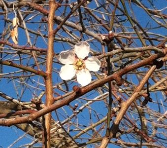 Almond Blossom 