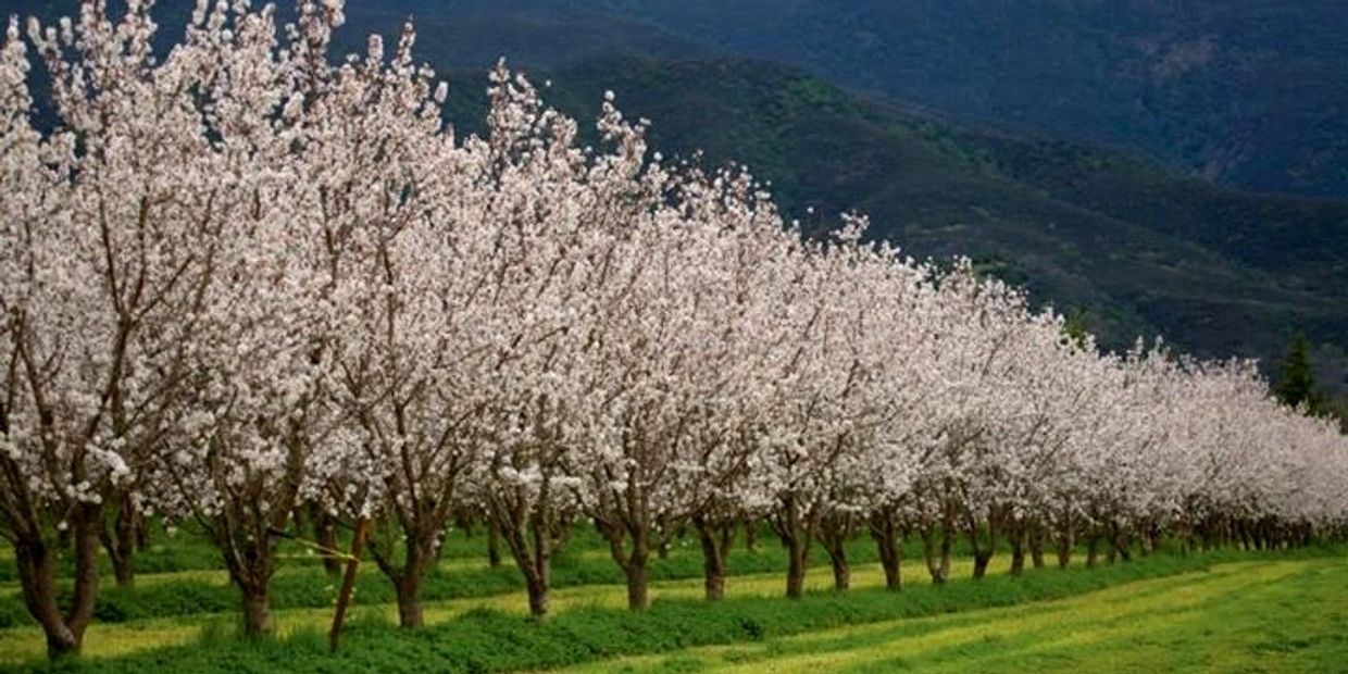 Almond Trees