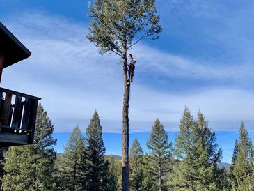 A man wearing a helmet and climbing a tree with a climbing chainsaw attached to his climbing harness