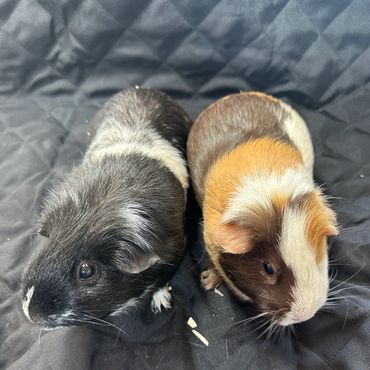 Oreo & Smores