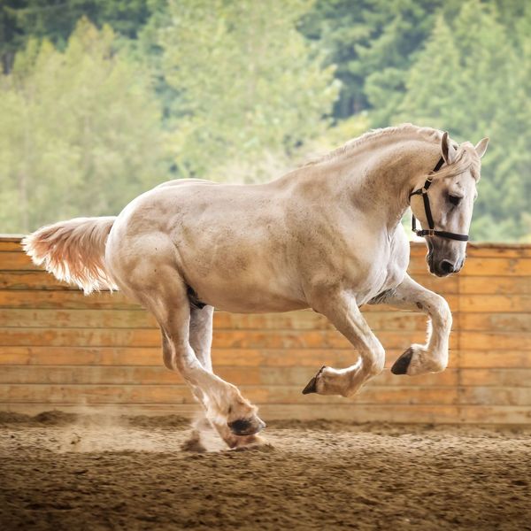 A horse jumping in an arena.