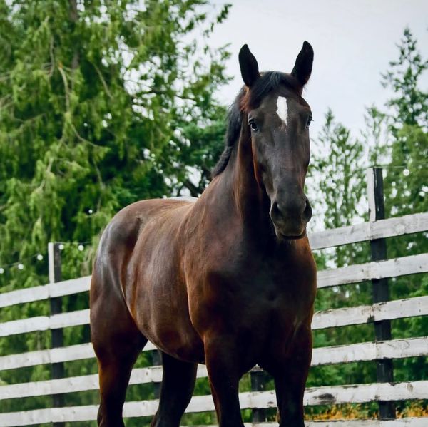 A brown horse standing in a fenced area with trees in the background.