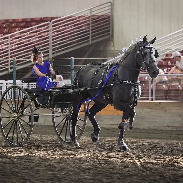 Woman driving a horse-drawn cart at an indoor event.