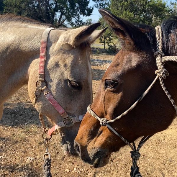 horses meeting eachother