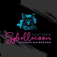 Mainecoon et élevage Sybellecoon au Québec 