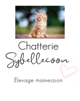 Mainecoon et élevage Sybellecoon au Québec 