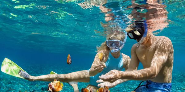 A couple snorkeling underwater surrounded by colorful fish.