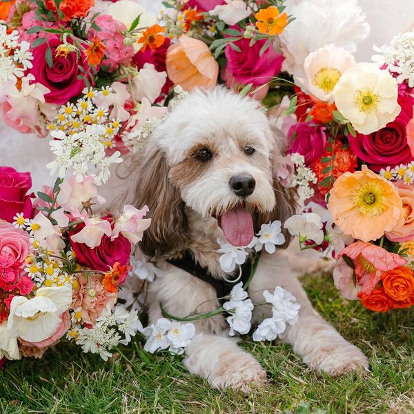 Dog wedding flowers
