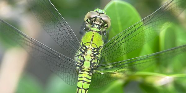 Close-up of a green dragonfly with translucent wings on a leaf.