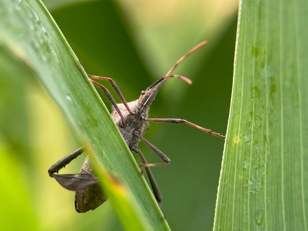 A brown insect clings to green leaves with water droplets.