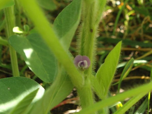 Tiny purple flower blooming on a hairy green plant stem.