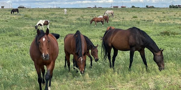Group of horses grazing in a green field.