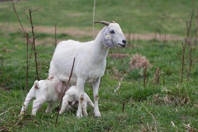 Savannah Goat