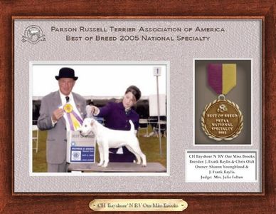 Award-winning Parson Russell Terrier at 2005 National Specialty dog show.
